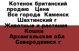 Котенок британский продаю › Цена ­ 3 000 - Все города, Каменск-Шахтинский г. Животные и растения » Кошки   . Архангельская обл.,Северодвинск г.